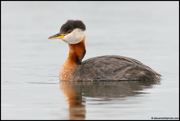 LOONS AND GREBES